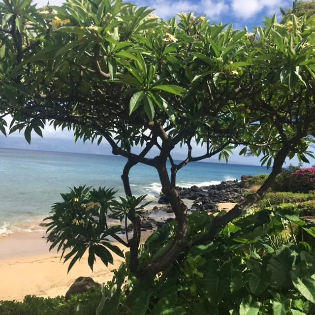 Kuleana Turtle Sanctuary Beach Napili-Honokowai United States